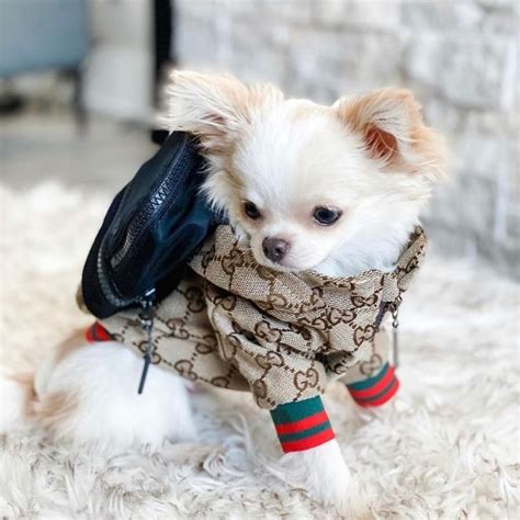 gucci dog beds|gucci raincoat for dogs.